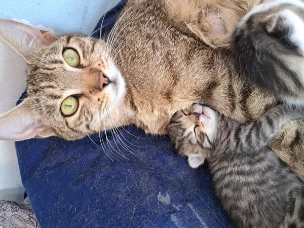 Zaginął kot, Łódź, 1 sierpnia 2025