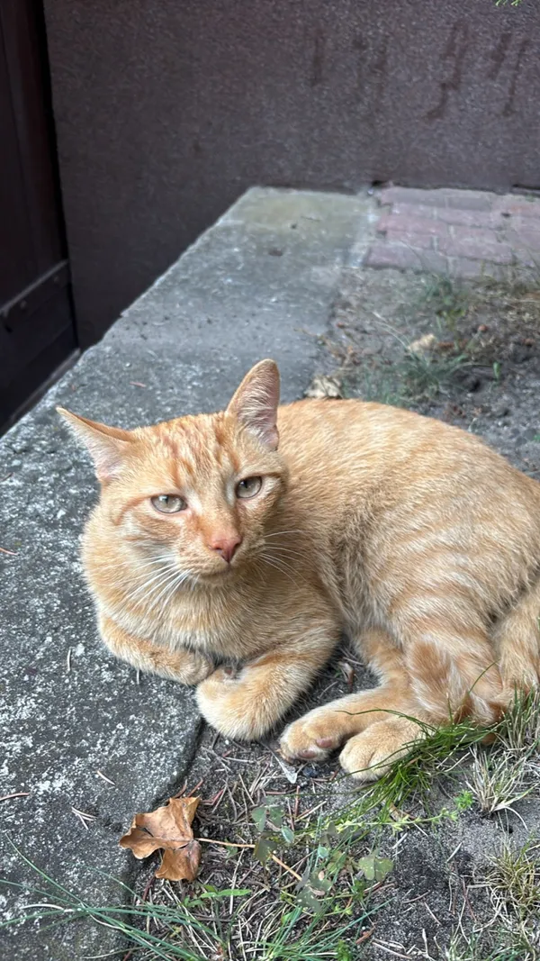 Zaginął kot, Łódź, 31 lipca 2025