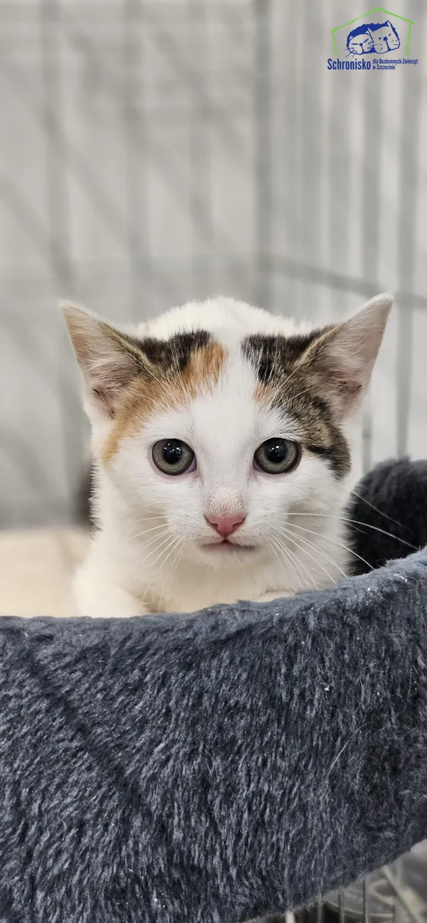 Kot do adopcji, Szczecin, 25 lipca 2025