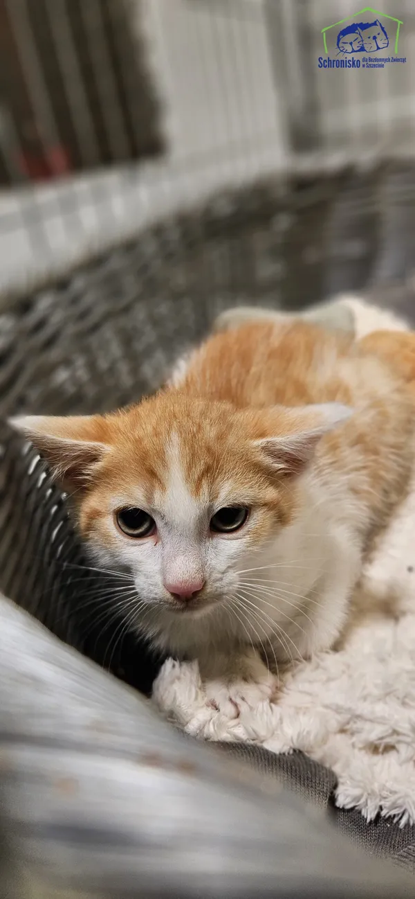 Kot do adopcji, Szczecin, 25 lipca 2025