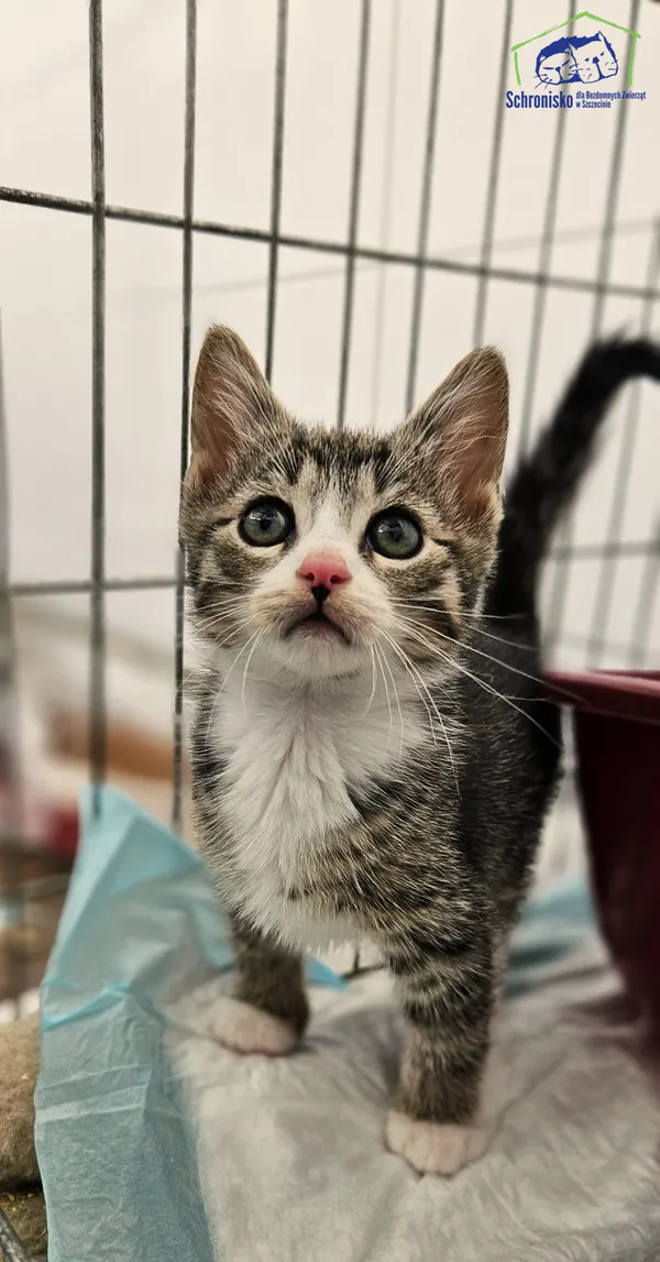 Kot do adopcji, Szczecin, 18 czerwca 2025