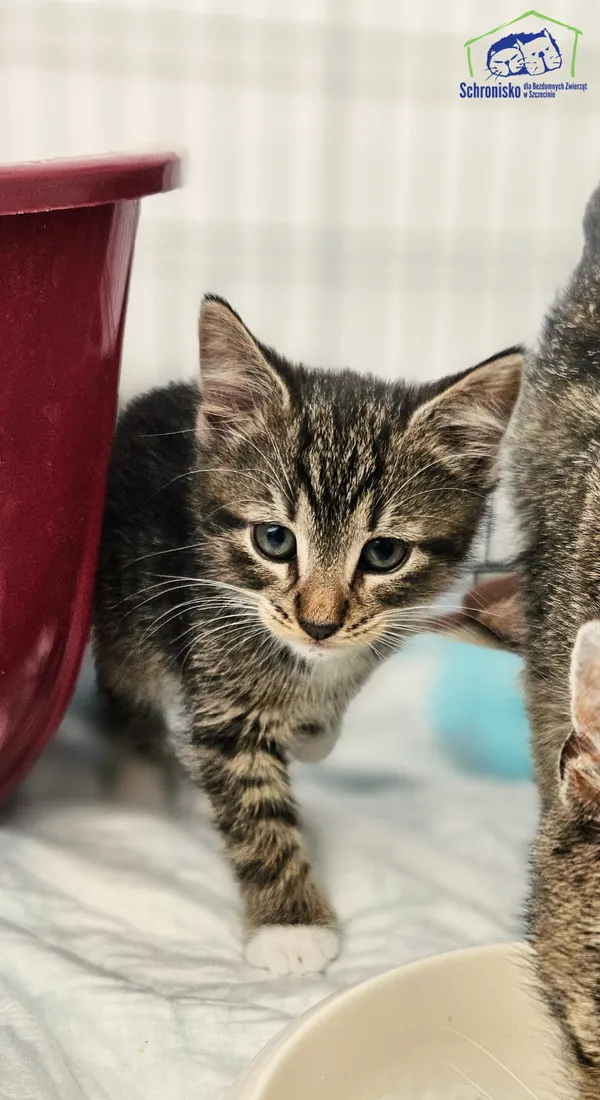 Kot do adopcji, Szczecin, 18 czerwca 2025