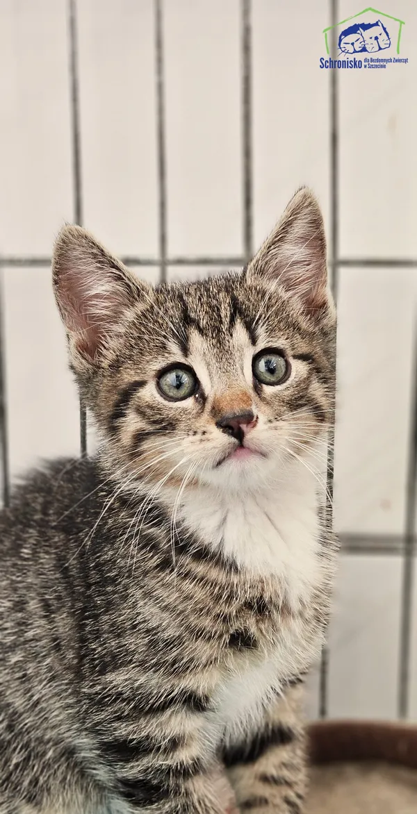 Kot do adopcji, Szczecin, 18 czerwca 2025