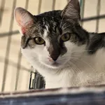 Kot do adopcji