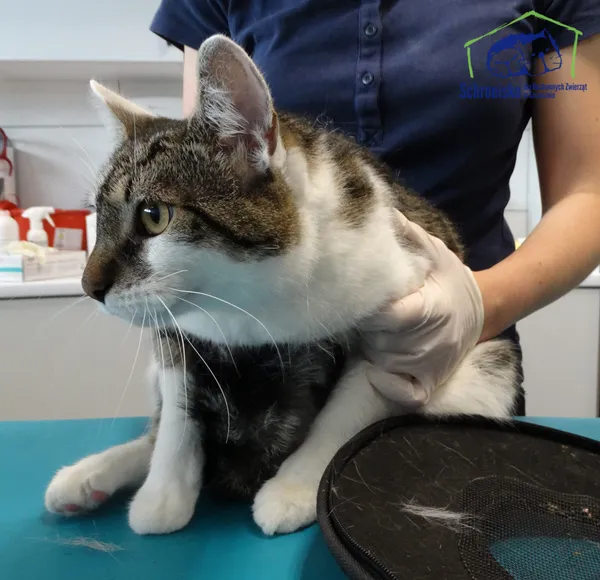 Kot do adopcji, Szczecin, 1 sierpnia 2025 (2/2)