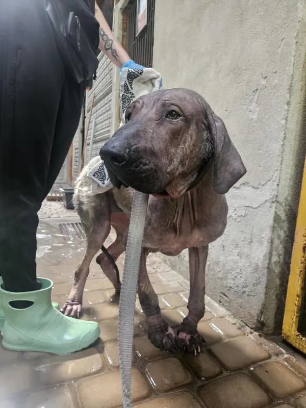 Pies do adopcji, Zgierz, 31 lipca 2025 (1/4)