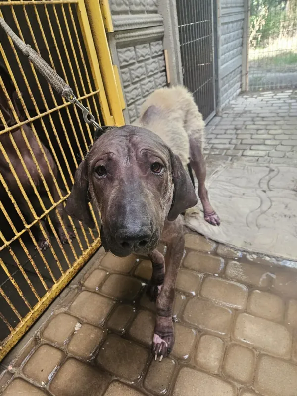 Pies do adopcji, Zgierz, 31 lipca 2025 (2/4)