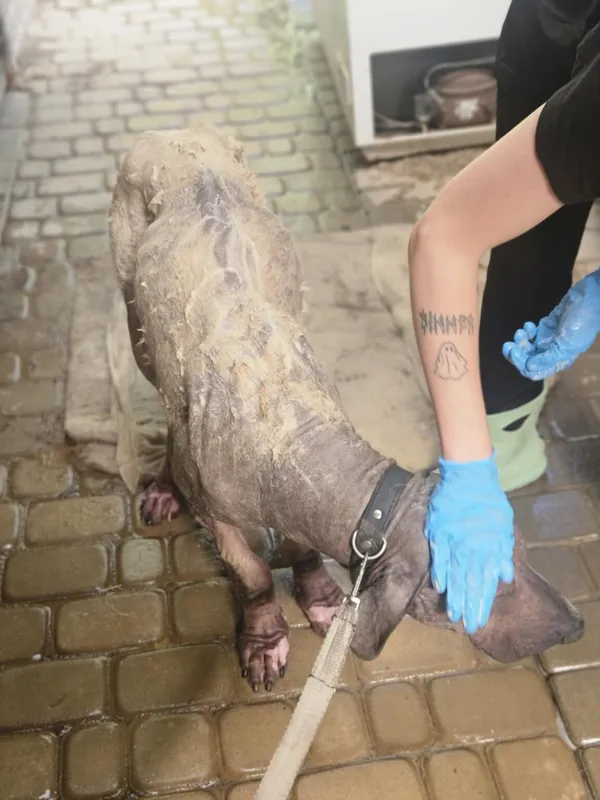 Pies do adopcji, Zgierz, 31 lipca 2025 (3/4)