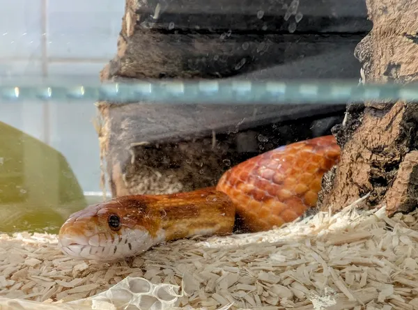 Znaleziono zwierzę, Lublin, 24 czerwca 2025