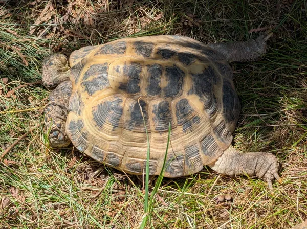 Znaleziono zwierzę, Lublin, 29 czerwca 2025