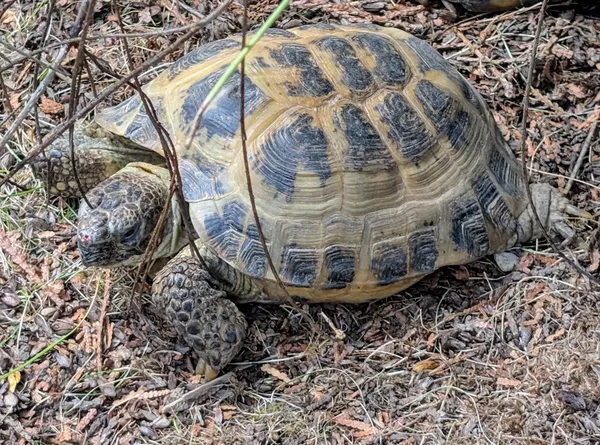 Znaleziono zwierzę, Lublin, 11 lipca 2025