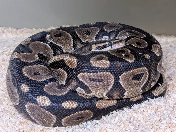 Znaleziono zwierzę, Lublin, 26 lipca 2025