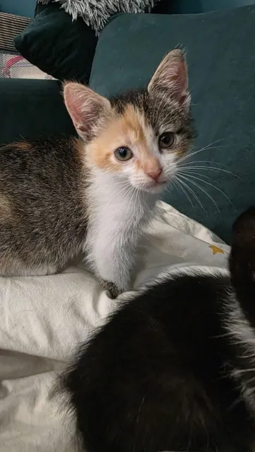 Kot do adopcji, Piła, 17 czerwca 2025