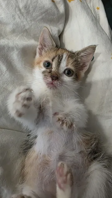 Kot do adopcji, Piła, 17 czerwca 2025 (1/3)