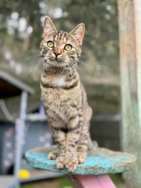 Kot do adopcji, Piła, 21 kwietnia 2025 (3/4)