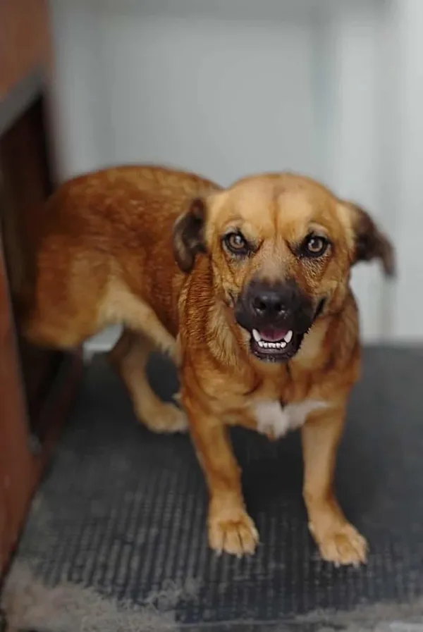 Znaleziono psa, Lublin, 31 lipca 2025