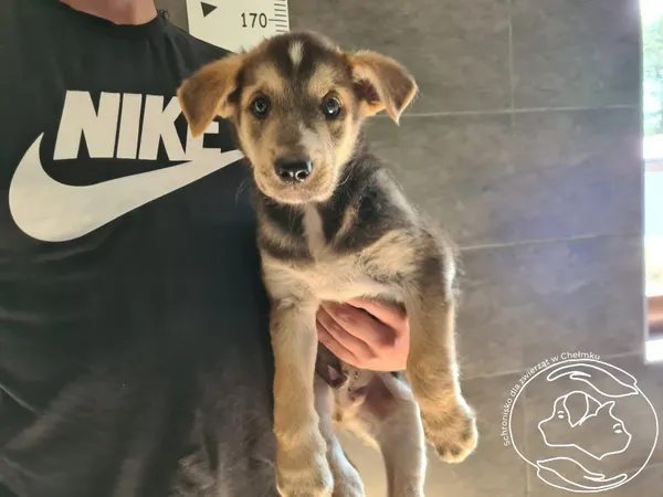 Znaleziono psa, Chełmek, 31 lipca 2025