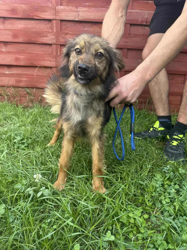 Znaleziono psa, Czartki, 1 sierpnia 2025