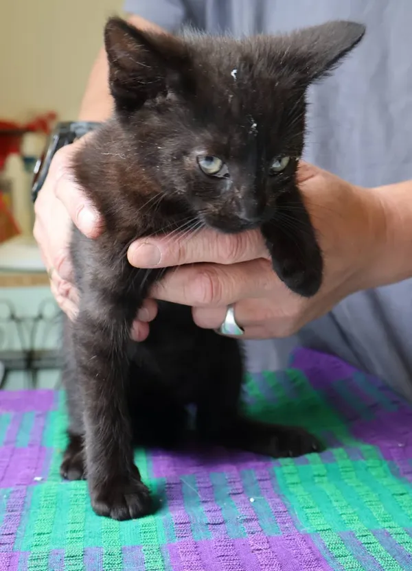 Znaleziono kota, Łódź, 31 lipca 2025 (2/2)