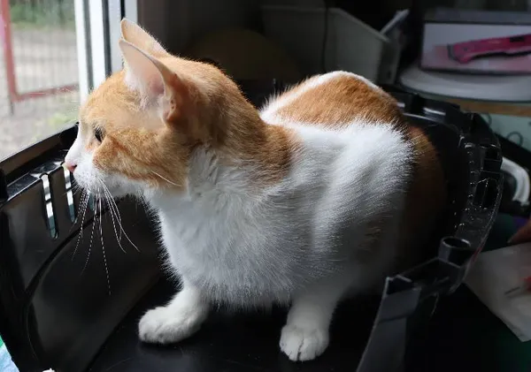 Znaleziono kota, Łódź, 31 lipca 2025 (1/4)