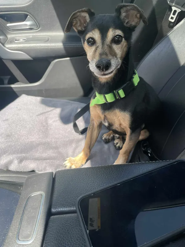 Zaginął pies, Warszawa, Zielona-Grzybowa, 2 sierpnia 2025 (1/5)