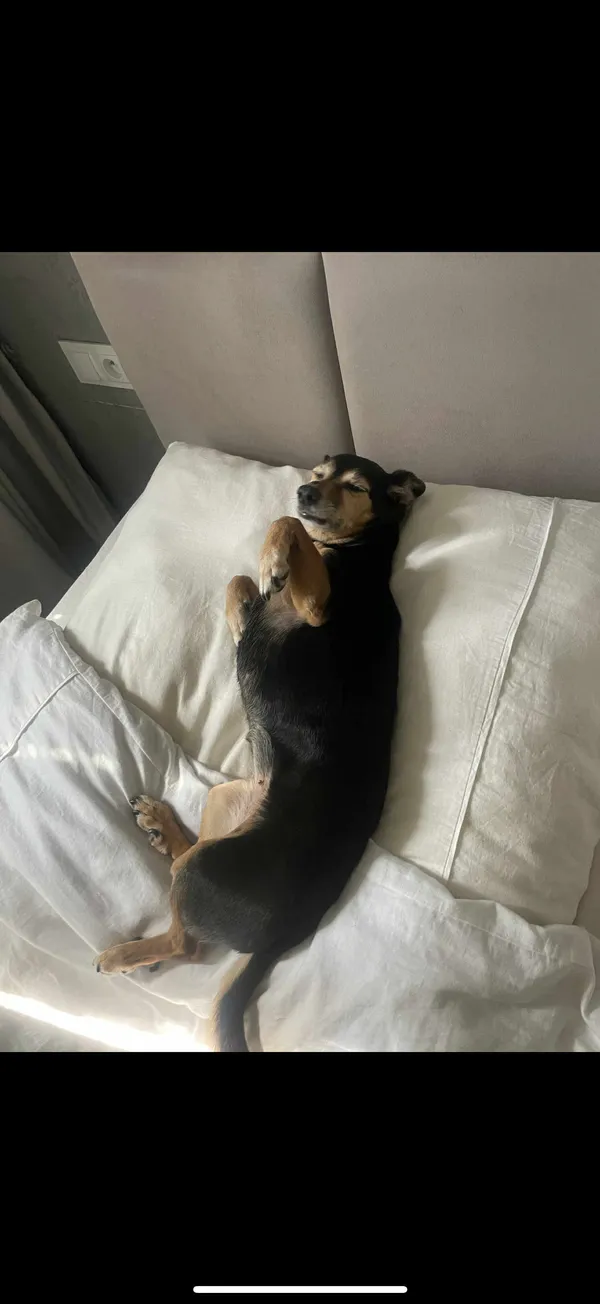 Zaginął pies, Warszawa, Zielona-Grzybowa, 2 sierpnia 2025 (2/5)