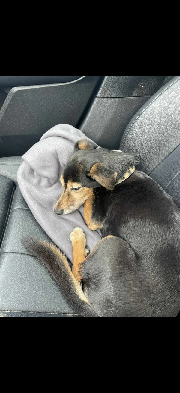 Zaginął pies, Warszawa, Zielona-Grzybowa, 2 sierpnia 2025 (3/5)