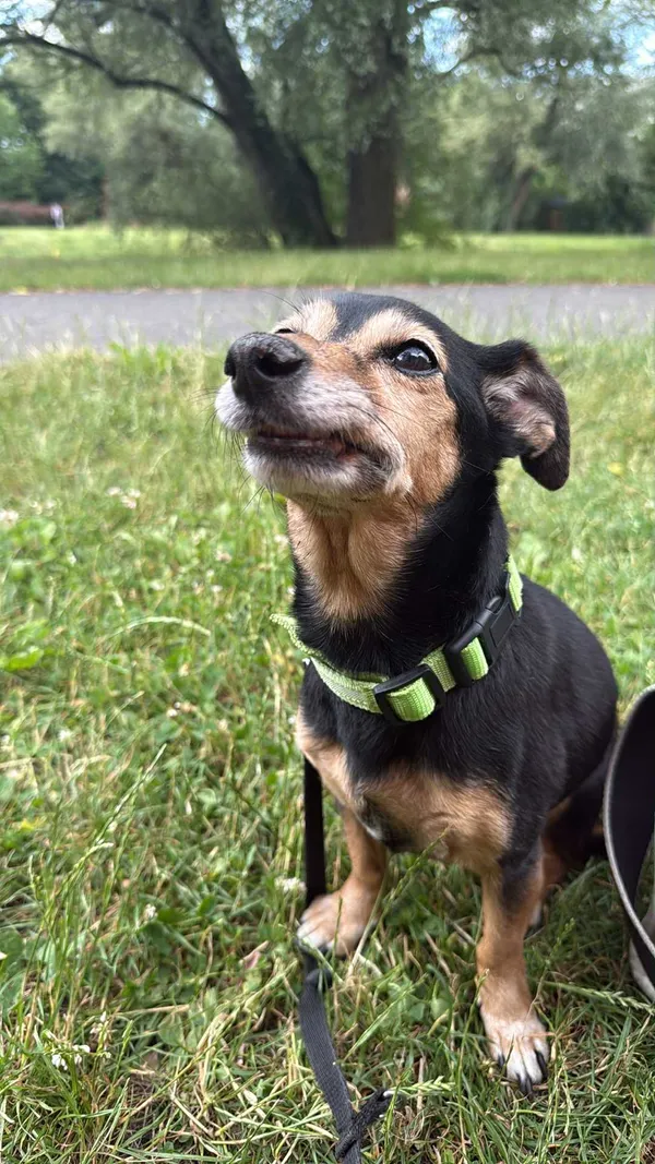 Zaginął pies, Warszawa, Zielona-Grzybowa, 2 sierpnia 2025 (4/5)