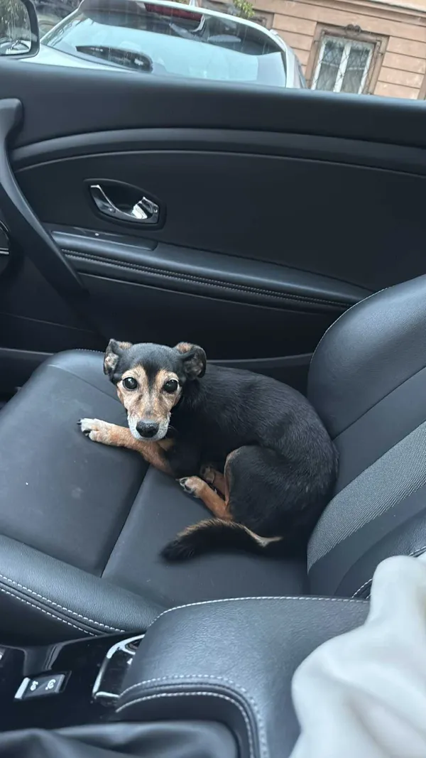 Zaginął pies, Warszawa, Zielona-Grzybowa, 2 sierpnia 2025 (5/5)