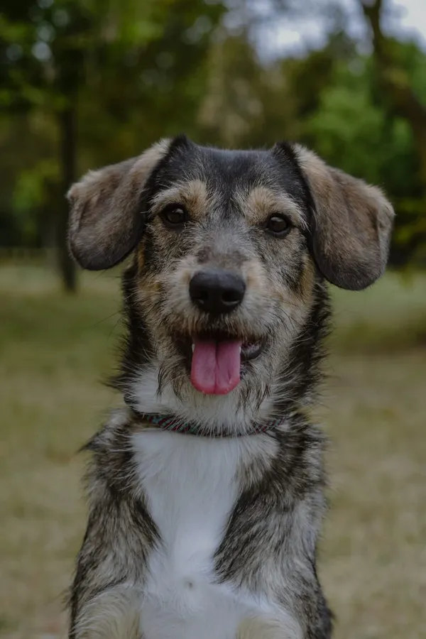 Pies do adopcji, Radom, 4 października 2025 (1/5)