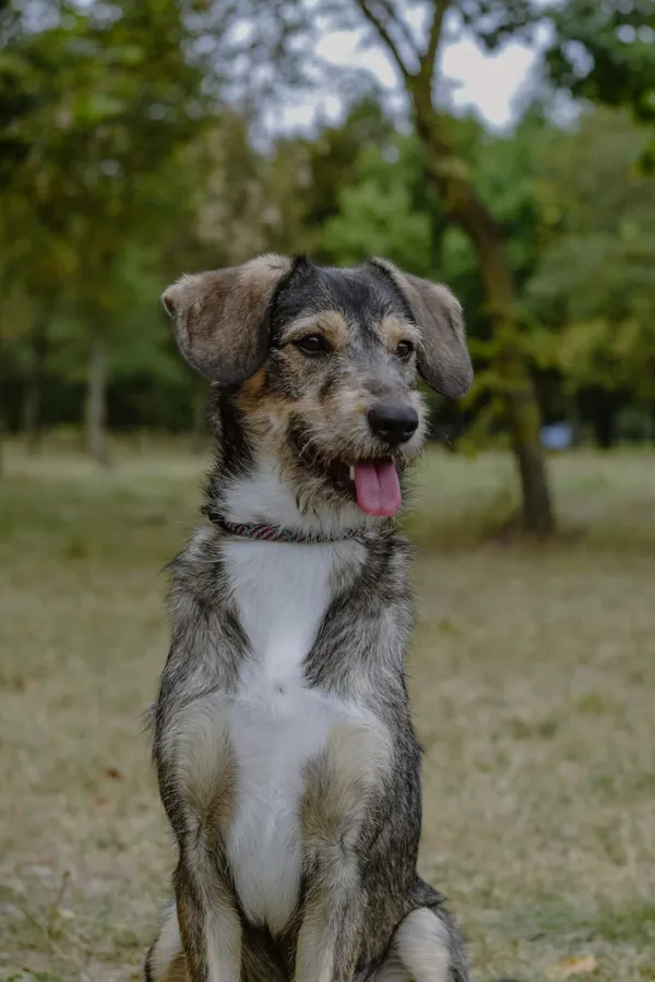 Pies do adopcji, Radom, 4 października 2025 (2/5)