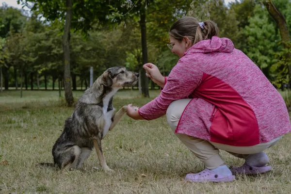 Pies do adopcji, Radom, 4 października 2025 (5/5)