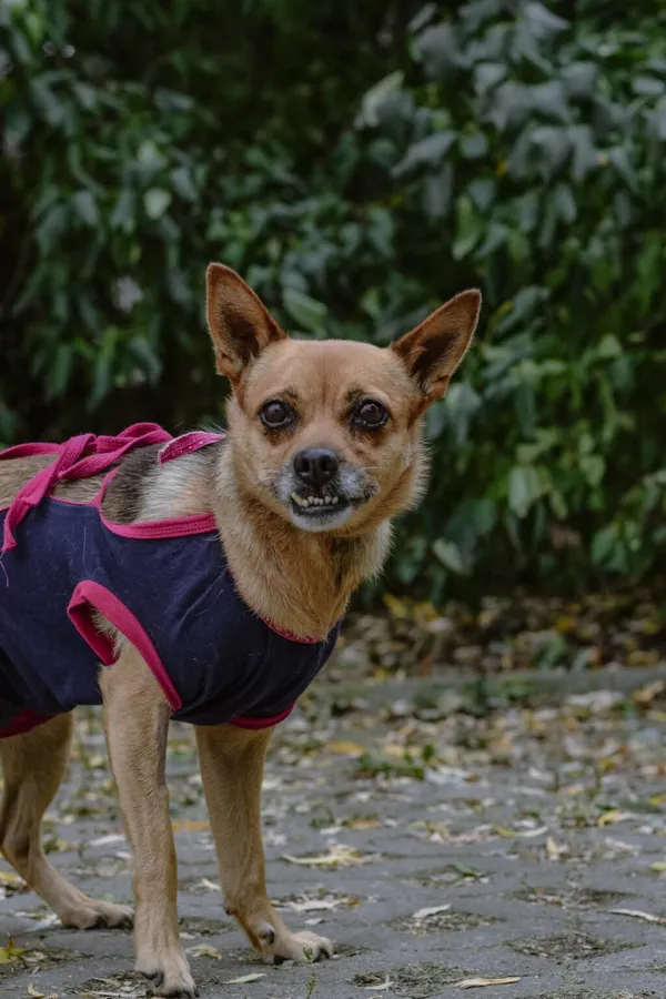 Pies do adopcji, Radom, 24 sierpnia 2025 (2/5)