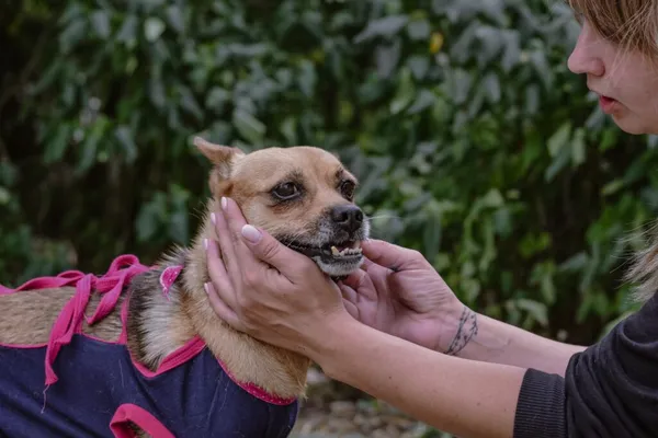 Pies do adopcji, Radom, 24 sierpnia 2025 (3/5)