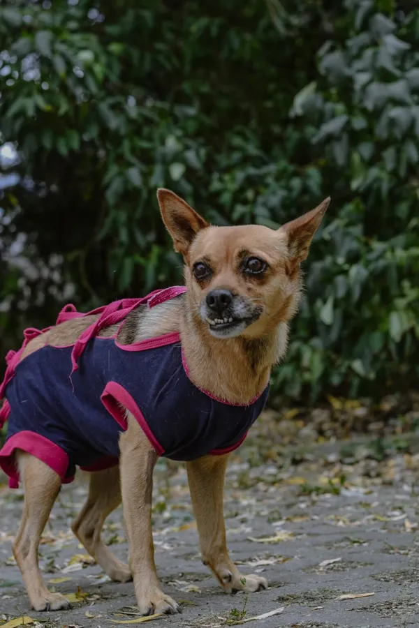 Pies do adopcji, Radom, 24 sierpnia 2025 (4/5)