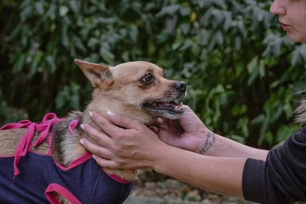 Pies do adopcji, Radom, 24 sierpnia 2025 (5/5)