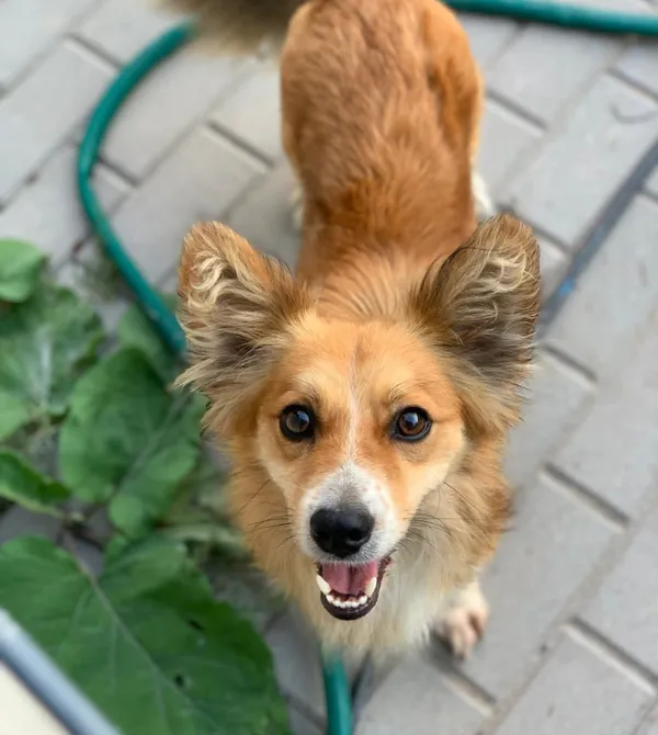 Pies do adopcji, Konin, 25 czerwca 2025 (2/3)