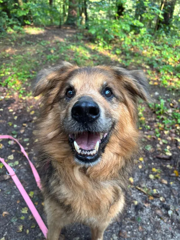 Pies do adopcji, Olsztyn, 11 lipca 2025 (1/2)