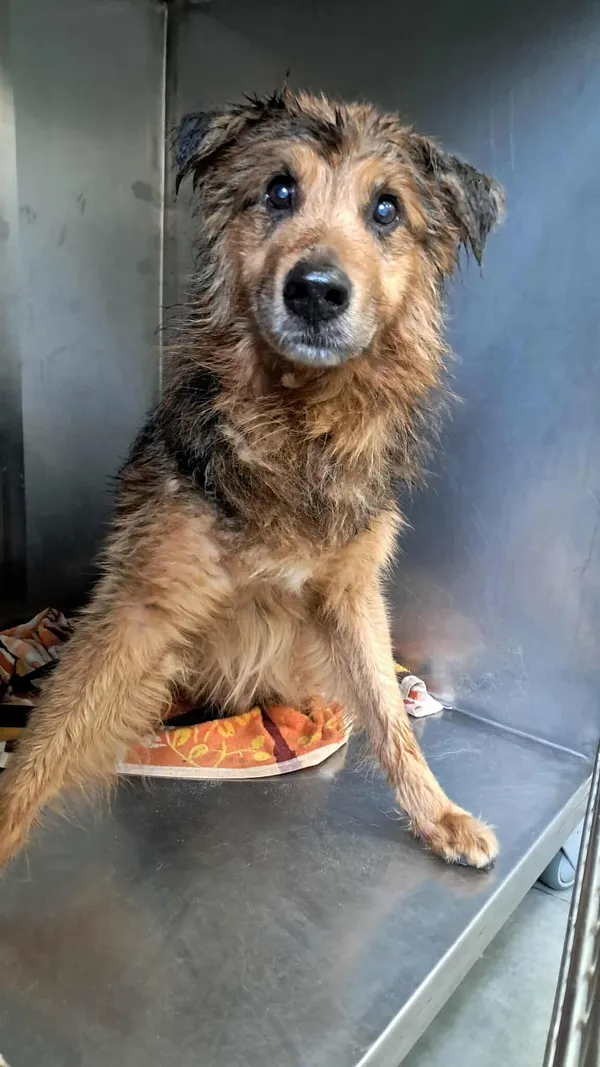 Pies do adopcji, Olsztyn, 11 lipca 2025 (2/2)