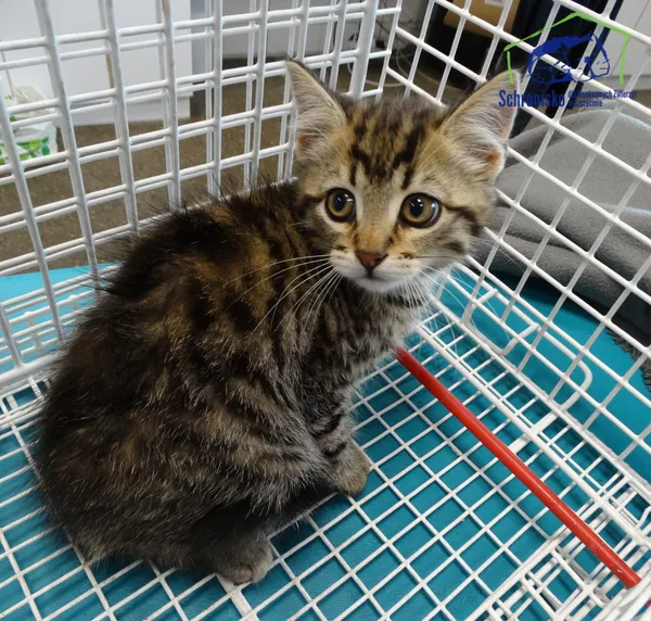 Kot do adopcji, Szczecin, 2 sierpnia 2025