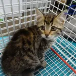 Kot do adopcji