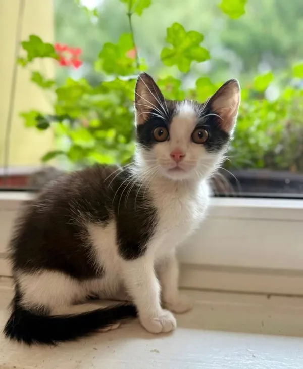 Kot do adopcji, Jelenia Góra, 25 lipca 2025 (1/5)