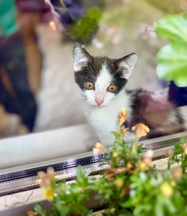 Kot do adopcji, Jelenia Góra, 25 lipca 2025 (5/5)