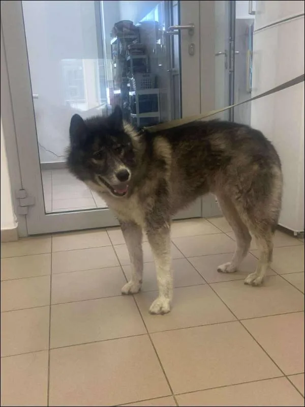 Znaleziono psa, Grudziądz, 2 sierpnia 2025