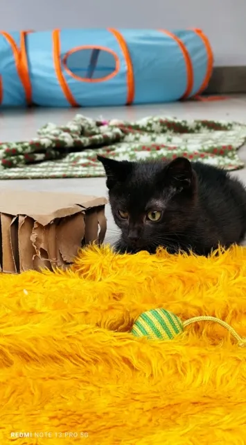 Kot do adopcji, Piła, 20 czerwca 2025 (1/4)