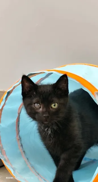 Kot do adopcji, Piła, 20 czerwca 2025 (3/4)