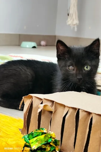 Kot do adopcji, Piła, 20 czerwca 2025 (4/4)