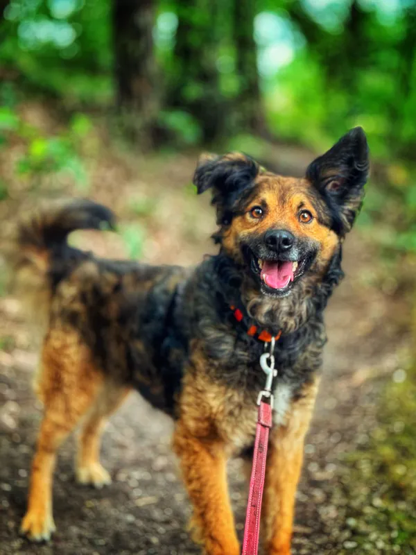 Pies do adopcji, Dłużyna Górna, 2 sierpnia 2025 (3/5)