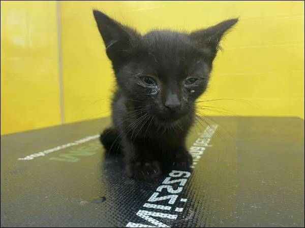 Znaleziono kota, Grudziądz, 2 sierpnia 2025