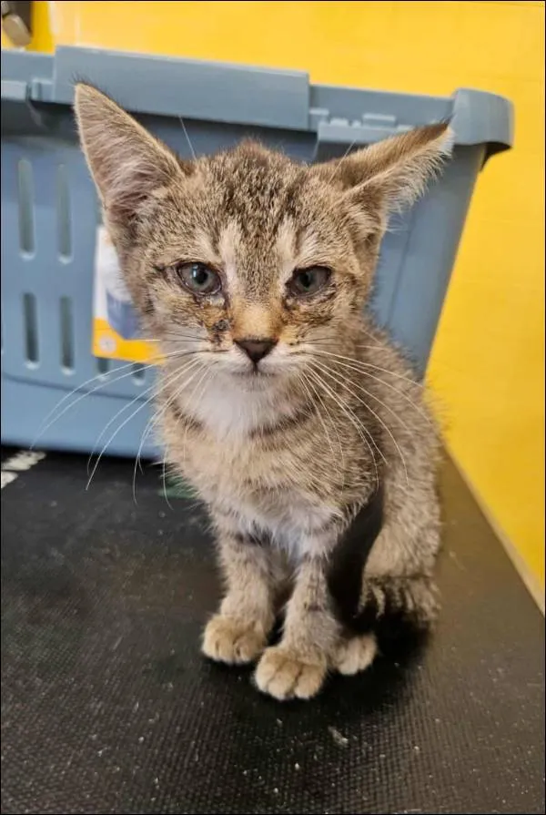 Znaleziono kota, Grudziądz, 2 sierpnia 2025